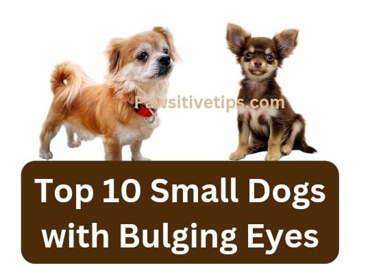 Small Dogs with Bulging Eyes 